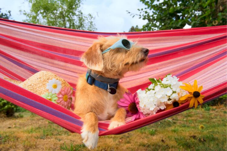 Pawsome news! We’re now welcoming your furry friends