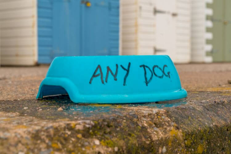 A dog's day out: Top dog-friendly spots in Torbay