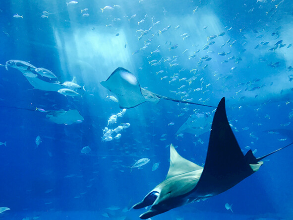 Top Attractions