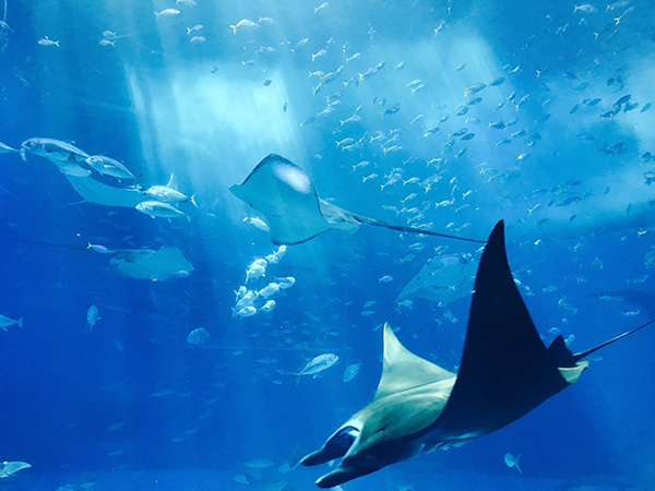 National Marine Aquarium, Plymouth 