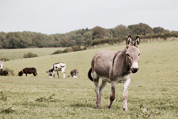 The Donkey Sanctuary