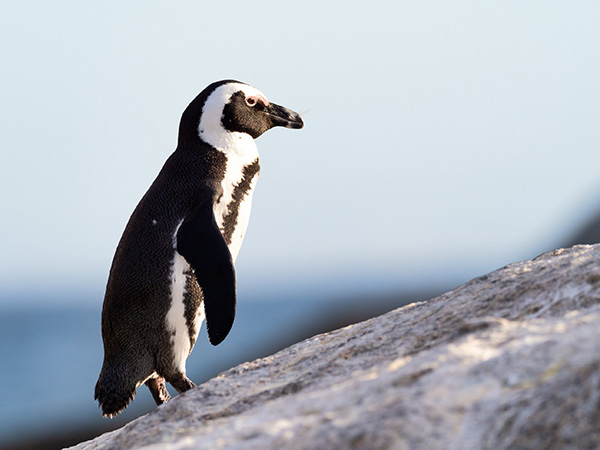 Living Coasts