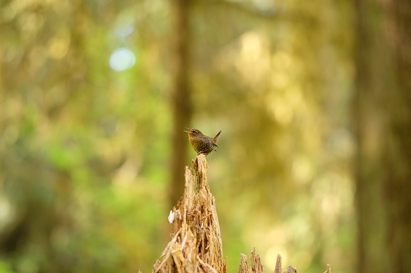 listen to the birdsong 