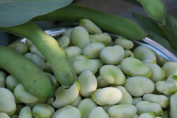 grow broad beans