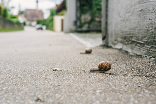 race snails