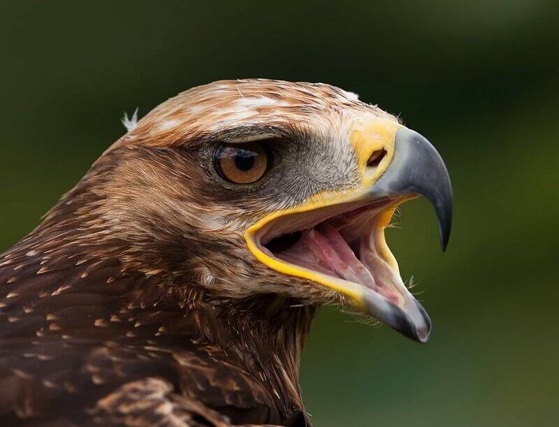 birds of prey falconry experience Devon