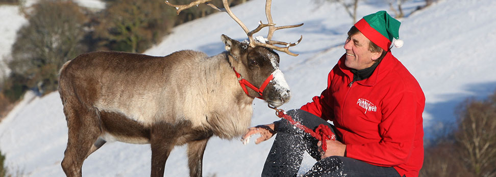 pennywell farm reindeer